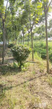 冠幅120厘米红叶石楠球