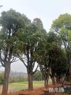 高度300厘米球花石楠