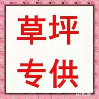 早熟禾草