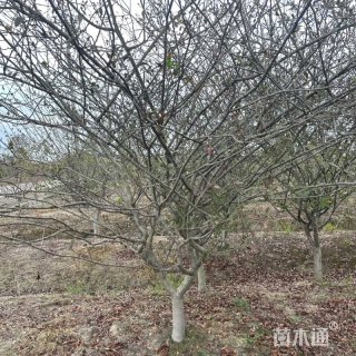 10公分垂丝海棠