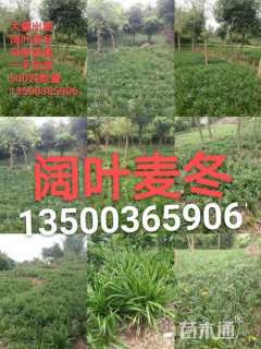 高度12厘米阔叶麦冬