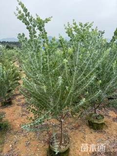 高度120厘米银叶金合欢