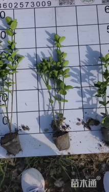 高度30厘米北海道黄杨小苗