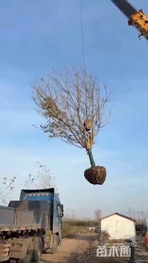 12公分日本晚樱