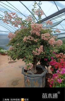 高度100厘米嫁接多色三角梅