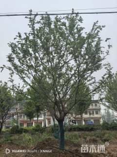 20公分造型朴树