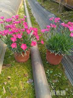 高度15厘米欧石竹