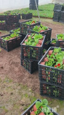 高度15厘米报春花