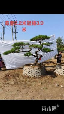 25公分泰山松