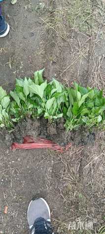 高度10厘米八仙花