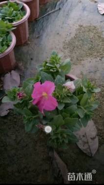 高度20厘米矮牵牛