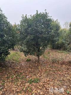 10公分红叶石楠