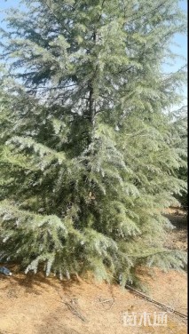 高度350厘米雪松