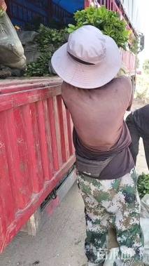 高度25厘米荷兰菊