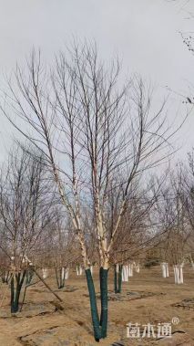 高度800厘米丛生白桦