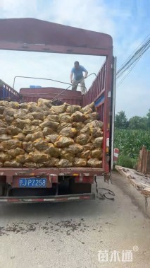 高度40厘米卫矛小苗