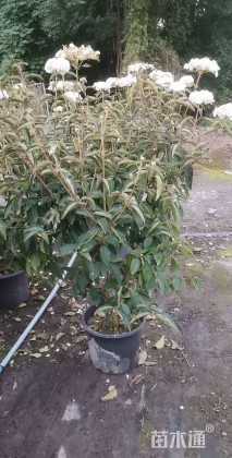 高度5000厘米中华木绣球