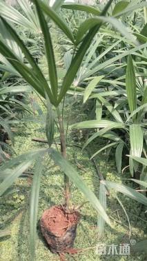 裸干高5厘米棕竹