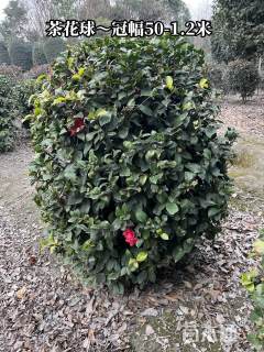 冠幅150厘米山茶花球