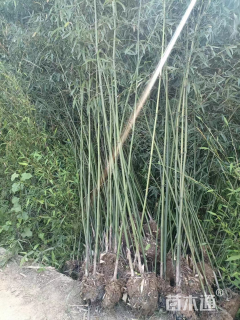 1厘米水竹芋