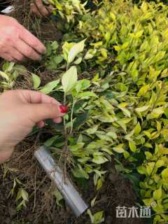 高度5厘米金森女贞小苗