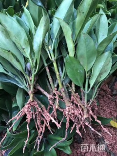 非洲茉莉
