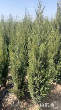 高度120厘米柏树