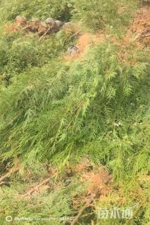 高度100厘米侧柏