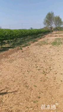 高度150厘米嫁接卫矛球