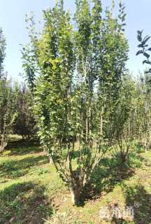 高度500厘米丛生西府海棠