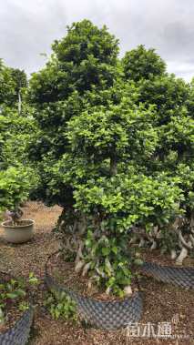 100公分造型小叶榕