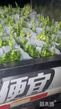 高度25厘米金鱼草