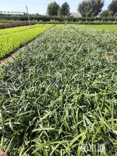 高度15厘米兰花三七草