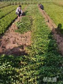 高度50厘米卫矛