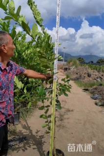 高度80厘米柠檬