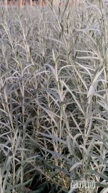 高度30厘米柳叶星河