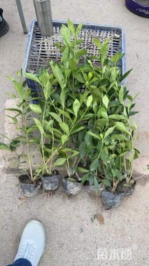 高度40厘米大叶栀子