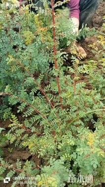 高度35厘米黄刺玫