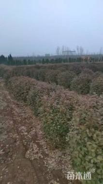 冠幅120厘米卫矛球