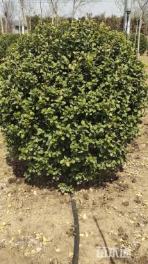 冠幅60厘米卫矛球