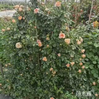 200厘米藤本月季