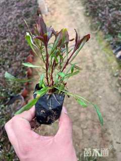 高度15厘米山桃草