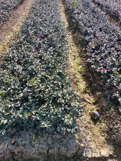 高度30厘米茶梅