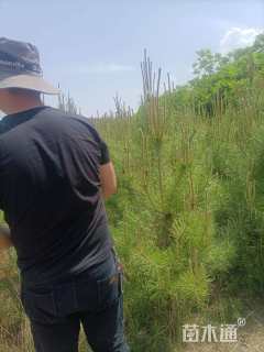 高度250厘米油松