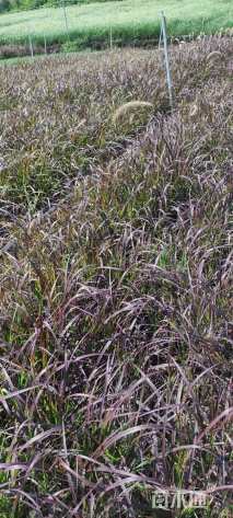 高度30厘米紫叶狼尾草