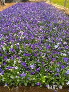 高度10厘米角堇