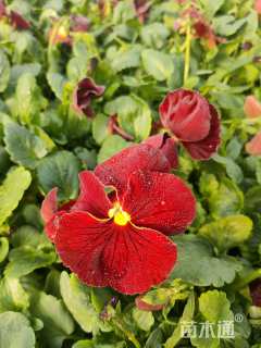 高度10厘米三色堇