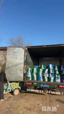 高度40厘米莲子草