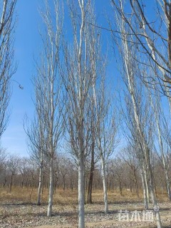 18公分毛白杨