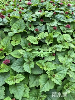 高度50厘米臭牡丹